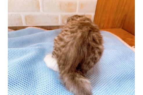 成約済の東京都のスコティッシュフォールド-27606の10枚目