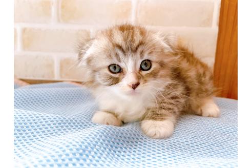 成約済の東京都のスコティッシュフォールド-27606の8枚目