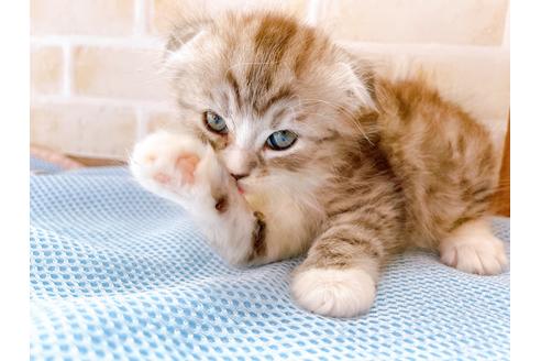 成約済の東京都のスコティッシュフォールド-27606の9枚目