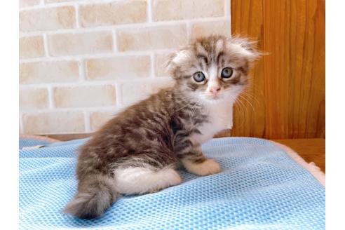 成約済の東京都のスコティッシュフォールド-27607の15枚目