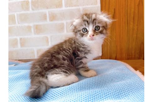 成約済の東京都のスコティッシュフォールド-27607の11枚目