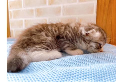 成約済の東京都のスコティッシュフォールド-27607の12枚目