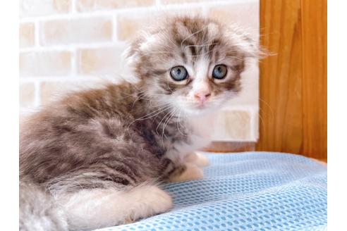 成約済の東京都のスコティッシュフォールド-27607の13枚目