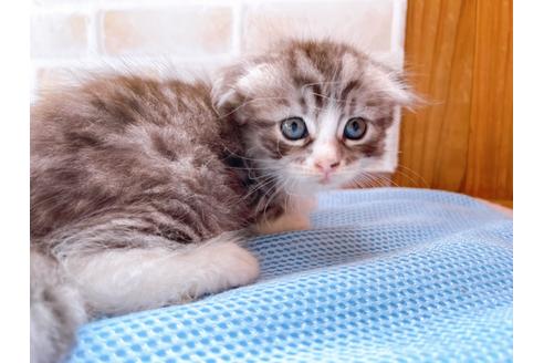 成約済の東京都のスコティッシュフォールド-27607の14枚目