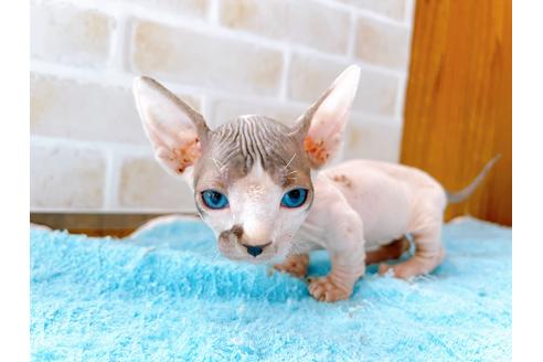 成約済の東京都のその他の猫種-27613の4枚目