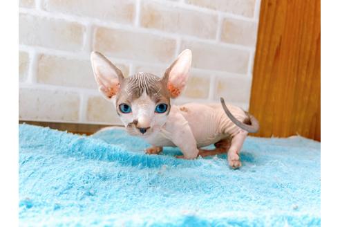 成約済の東京都のその他の猫種-27613の6枚目