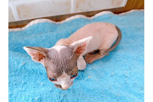 成約済の東京都のその他の猫種-27613の7枚目