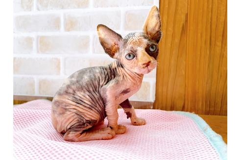 成約済の東京都のスフィンクス-27610の1枚目