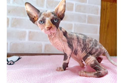 成約済の東京都のスフィンクス-27610の4枚目