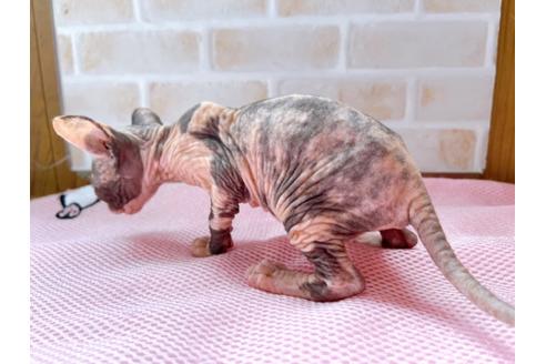 成約済の東京都のスフィンクス-27610の5枚目