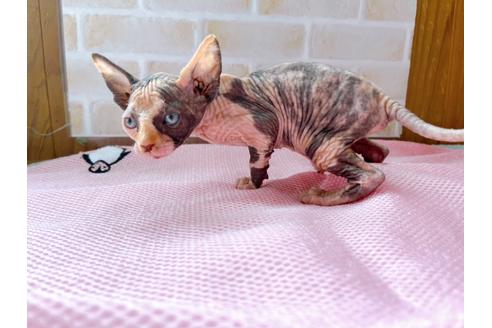 成約済の東京都のスフィンクス-27610の7枚目