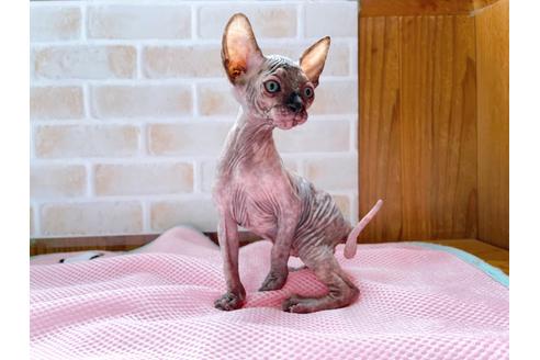 成約済の東京都のスフィンクス-27612の7枚目