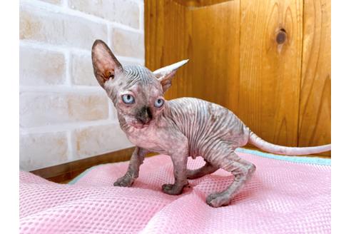 成約済の東京都のスフィンクス-27612の8枚目