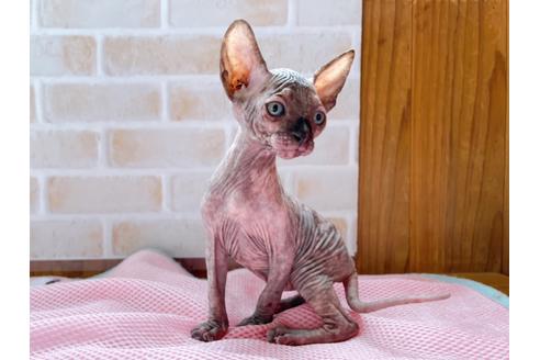 成約済の東京都のスフィンクス-27612の9枚目