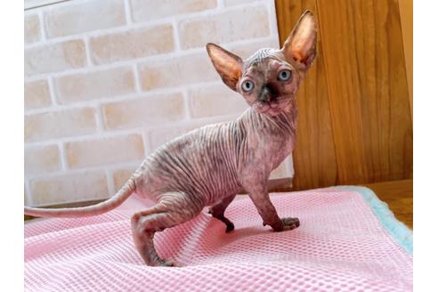 成約済の東京都のスフィンクス-27612の10枚目