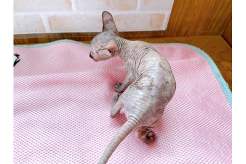 成約済の東京都のスフィンクス-27612の6枚目