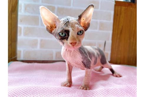 成約済の東京都のスフィンクス-27611の7枚目