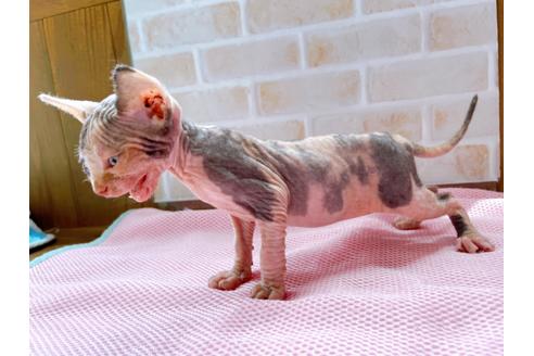 成約済の東京都のスフィンクス-27611の2枚目