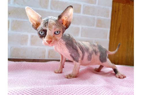 成約済の東京都のスフィンクス-27611の3枚目