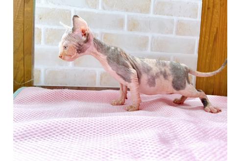 成約済の東京都のスフィンクス-27611の4枚目