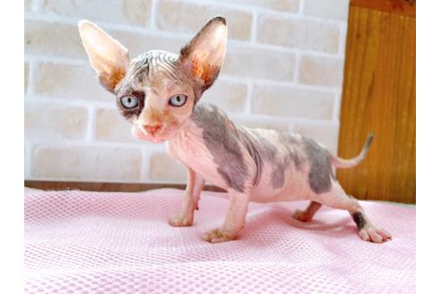 成約済の東京都のスフィンクス-27611の5枚目