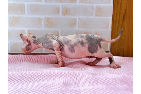 成約済の東京都のスフィンクス-27611の6枚目