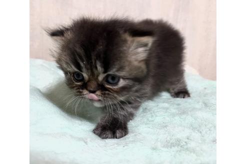 成約済の群馬県のミヌエット-27627の2枚目