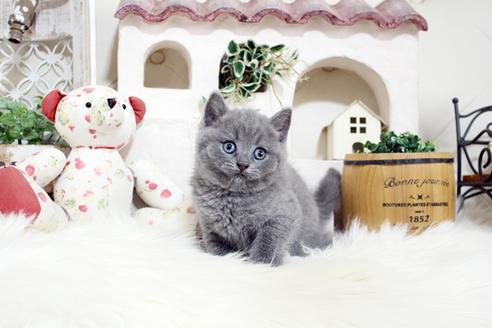 成約済の佐賀県のブリティッシュショートヘア-26883の5枚目