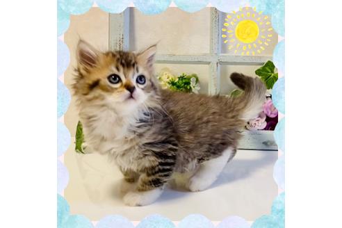 成約済の大阪府のラガマフィン-25034