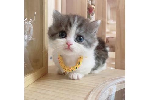 成約済の長野県のミヌエット-27667の1枚目