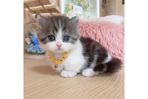 成約済の長野県のミヌエット-27667の2枚目