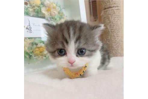 成約済の長野県のミヌエット-27667の3枚目