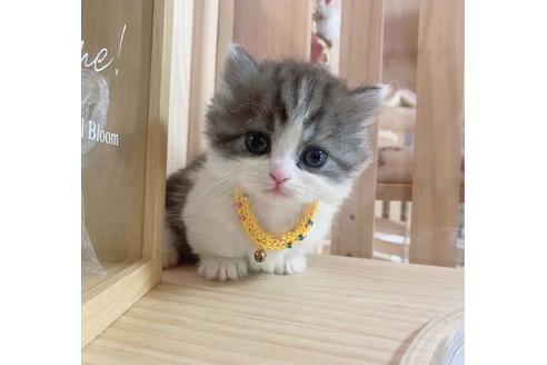 成約済の長野県のミヌエット-27667の5枚目