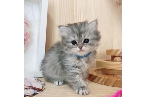 成約済の長野県のミヌエット-27668の2枚目