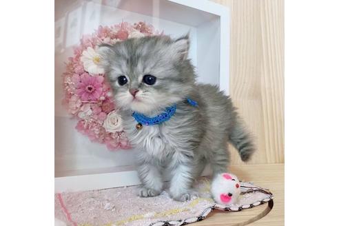 成約済の長野県のミヌエット-27668の3枚目