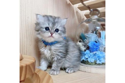 成約済の長野県のミヌエット-27668の1枚目