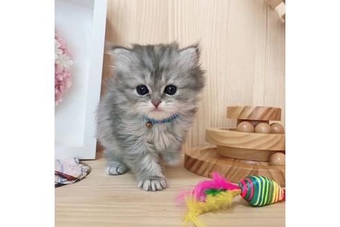 成約済の長野県のミヌエット-27668の4枚目