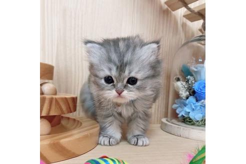 成約済の長野県のミヌエット-27668の5枚目