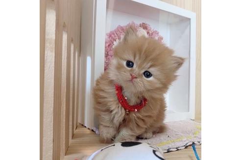 成約済の長野県のミヌエット-27669の3枚目