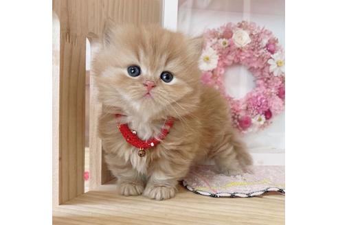 成約済の長野県のミヌエット-27669の1枚目