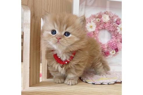 成約済の長野県のミヌエット-27669の2枚目