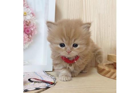 成約済の長野県のミヌエット-27669の4枚目