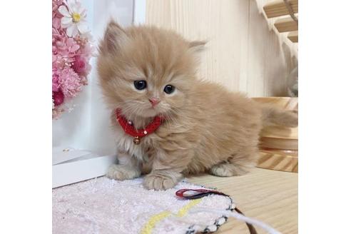 成約済の長野県のミヌエット-27669の5枚目