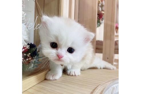 成約済の長野県のミヌエット-27670の1枚目