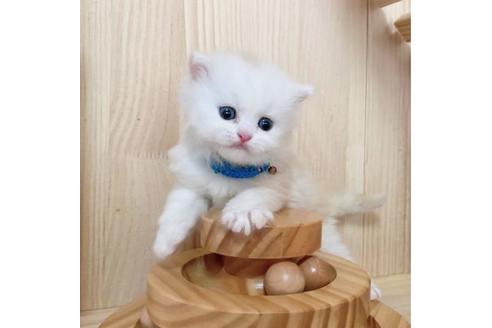 成約済の長野県のミヌエット-27670の2枚目