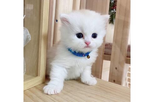 成約済の長野県のミヌエット-27670の4枚目