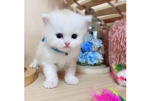 成約済の長野県のミヌエット-27670の3枚目