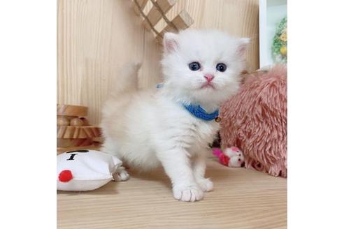 成約済の長野県のミヌエット-27670の5枚目