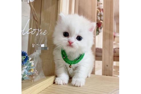 成約済の長野県のミヌエット-27671の1枚目