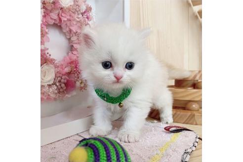 成約済の長野県のミヌエット-27671の2枚目